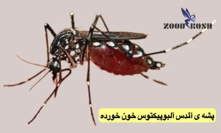پشه آئدس آلبوپیکتوس ناقل بیماری تب دنگی