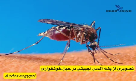 پشه آئدس اجیپتی ناقل تب دنگی