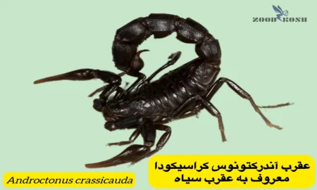 آشنایی با عقرب ها و عنکبوت ها 8 عقرب آندرکتونوس کراسیکودا