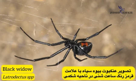 آشنایی با عقرب ها و عنکبوت ها 4 عنکبوت بیوه سیاه