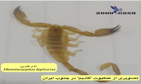 آشنایی با عقرب ها و عنکبوت ها 7 عقرب گادیم