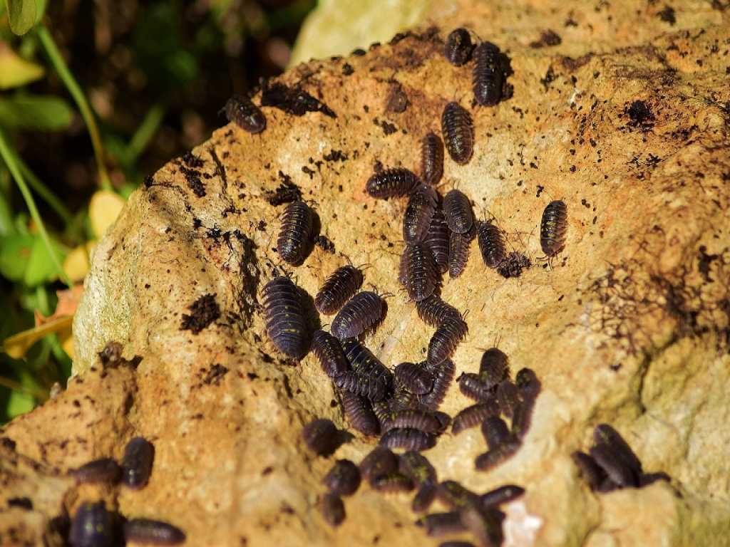 شپشک چوب (Woodlouse)