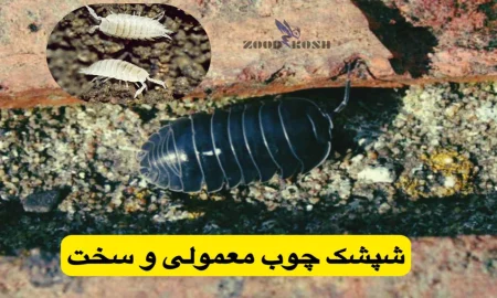 شپشک چوب (Woodlouse) 4 بهترین روش از بین بردن و سمپاشی حشره چوب خوار