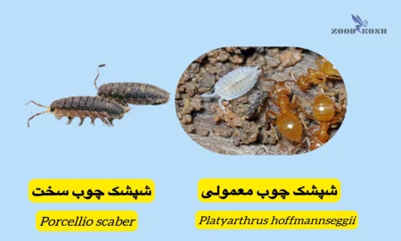 شپشک چوب (Woodlouse) 3 سمپاشی شپشک چوب در منازل مسکونی و عمومی
