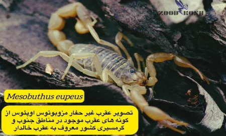 آشنایی با عقرب ها و عنکبوت ها 9 عقرب مزوبوتوس اوپوس