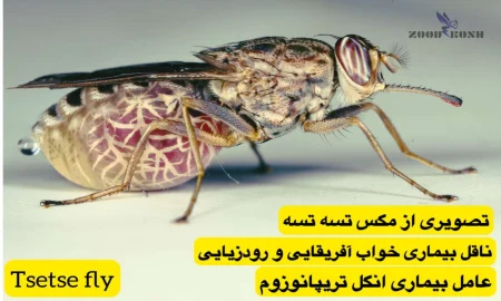 مگس ها 5 مگس تسه تسه