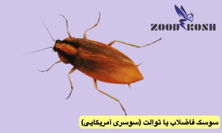 حشره ای غیربهداشتی در اماکن انسانی بنام سوسک 3 سوسری آمریکایی یا سوسک توالت