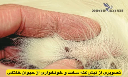 آلودگی با کنه ها و نحوه کنترل و ریشه کنی 7 لحظه خونخواری کنه از بدن حیوان