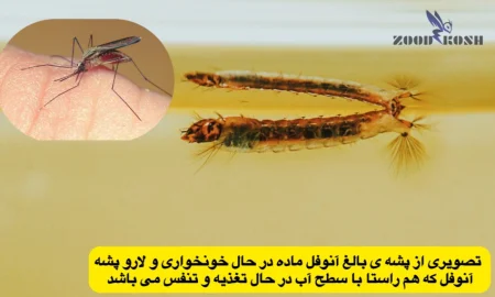 پشه ها و خطر انتقال بیماری های مختلف 3 اجرای بهترین و استانداردترین سمپاشی پشه در تهران