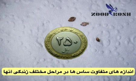 bedbug3 بهترین شرکت سمپاشی ساس در تهران