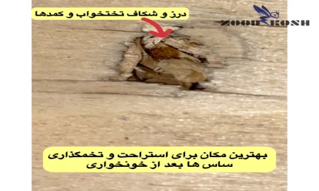 bedbug4 محل پنهان شدن ساس در منازل