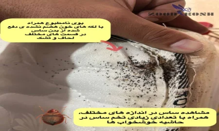 bedbug6 علائم وجود ساس با ایجاد لکه های سیاه در تشک