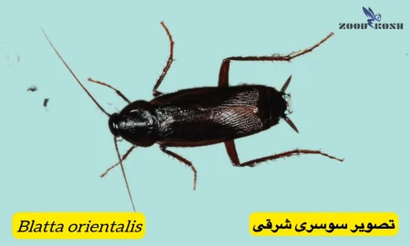 حشره ای غیربهداشتی در اماکن انسانی بنام سوسک 6 سوسری شرقی