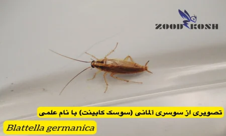 حشره ای غیربهداشتی در اماکن انسانی بنام سوسک 8 سوسری آلمانی (سوسک کابینت)