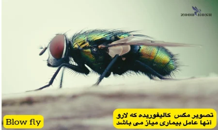 مگس ها 7 مگس خانواده کالیفوریده