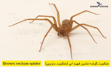 آشنایی با عقرب ها و عنکبوت ها 3 بهترین شرکت سمپاشی برای مبارزه با عقرب و عنکبوت