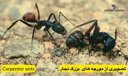 آشنایی با انواع مورچه ها (Ants) 5 مورچه های بزرگ نجار