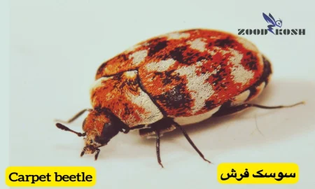 آشنایی با بید لباس، سوسک فرش و بید کاغذ 4 خدمات سمپاشی سوسک فرش با مجوز وزارت بهداشت