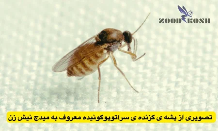 پشه ها و خطر انتقال بیماری های مختلف 9 پشه سراتوپوگونیده