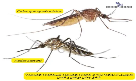 پشه ها و خطر انتقال بیماری های مختلف 5 بهترین راهکار برای از بین بردن پشه ها