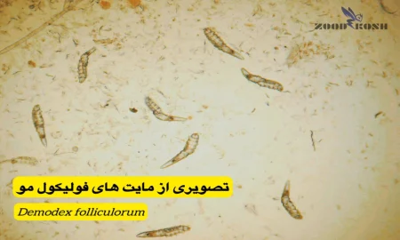 مایت ها عامل خارش های پوستی نامشخص (Mite) 6 مایت دمودکس فولیکولوروم یا مایت فولیکول مو