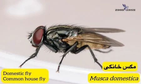 مگس ها 3 سمپاشی مگس در رستوران ها