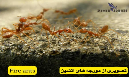 آشنایی با انواع مورچه ها (Ants) 3 خدمات سمپاشی مورچه در تهران