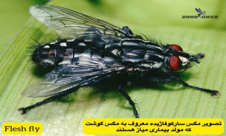 مگس ها 8 مگس خانواده سارکوفاژیده