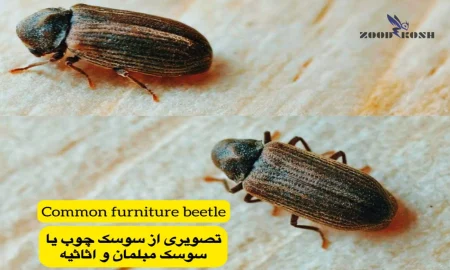آشنایی با سوسک چوب یا سوسک مبلمان 3 بهترین روش ریشه کنی سوسک چوب یا سوسک مبلمان