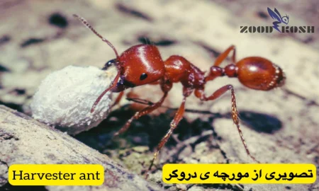آشنایی با انواع مورچه ها (Ants) 4 مورچه دروگر در حال حمل غذا