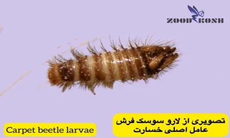 آشنایی با بید لباس، سوسک فرش و بید کاغذ 5 لارو سوسک فرش