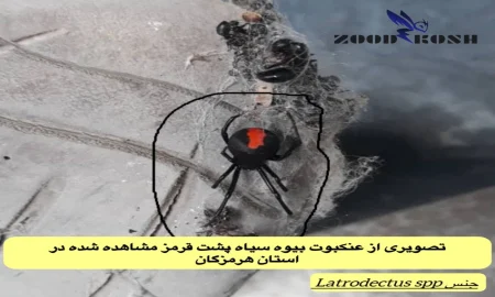 آشنایی با عقرب ها و عنکبوت ها 5 عنکبوت بیوه سیاه پشت قرمز