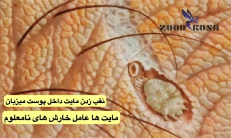 مایت ها عامل خارش های پوستی نامشخص (Mite) 4 از بین بردن مایت در خانه با روش استاندارد و اصولی