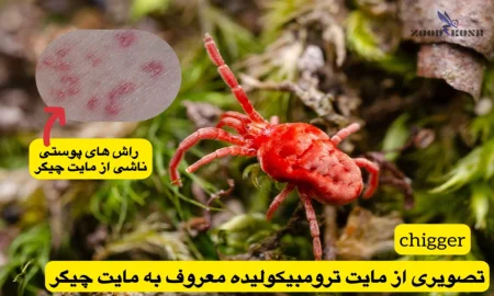 مایت ها عامل خارش های پوستی نامشخص (Mite) 5 مایت های گزنده یا چیگر