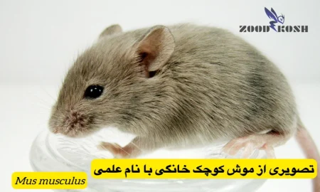 جوندگان و خسارات و بیماری های ناشی از آنها 3 سمپاشی موش خانگی