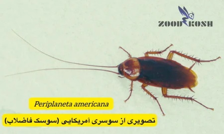 حشره ای غیربهداشتی در اماکن انسانی بنام سوسک 4 سوسک حمام یا فاضلاب