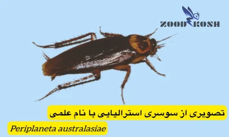 حشره ای غیربهداشتی در اماکن انسانی بنام سوسک 5 شرکت سمپاشی سوسک در منازل و رستوران ها