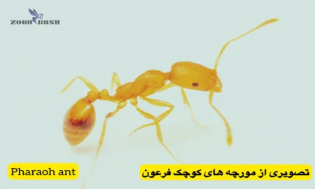 آشنایی با انواع مورچه ها (Ants) 7 ریشه کنی مورچه های زرد یا فرعون با مجوز وزارت بهداشت