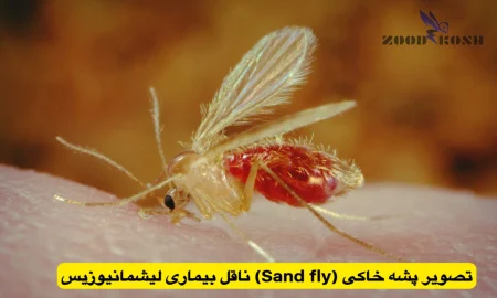پشه ها و خطر انتقال بیماری های مختلف 7 پشه خاکی