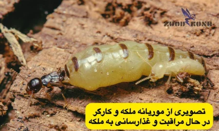 موریانه ملکه و کارگر