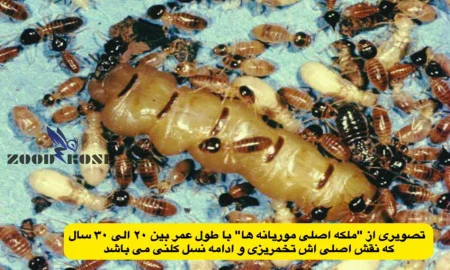 موریانه ملکه