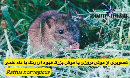 جوندگان و خسارات و بیماری های ناشی از آنها 5 موش فاضلاب یا موش نروژی