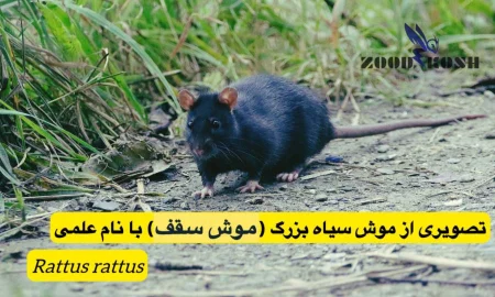 جوندگان و خسارات و بیماری های ناشی از آنها 4 مبارزه با موش در اماکن مسکونی و عمومی در تهران
