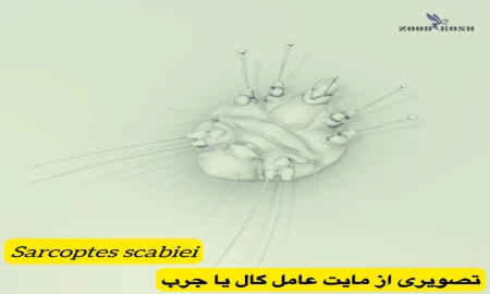 مایت ها عامل خارش های پوستی نامشخص (Mite) 3 راهکار و خدمات سمپاشی مایت در تهران