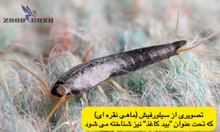 آشنایی با بید لباس، سوسک فرش و بید کاغذ 7 سیلورفیش یا ماهی نقره ای