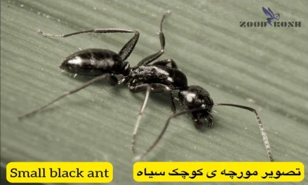 آشنایی با انواع مورچه ها (Ants) 6 از بین بردن مورچه در منازل مسکونی و اداری