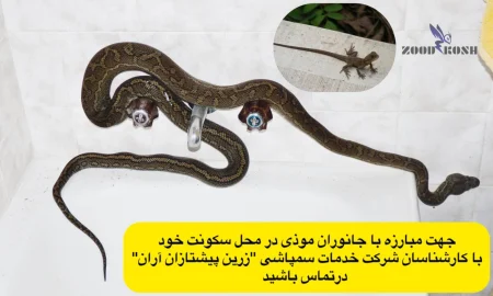 آشنایی با مار و مارمولک و راهکارهای مبارزه 3 مار و مارمولک