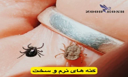 آلودگی با کنه ها و نحوه کنترل و ریشه کنی 3 زودکُش با ارائه خدمات سمپاشی کنه در تهران