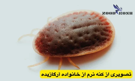 آلودگی با کنه ها و نحوه کنترل و ریشه کنی 4 از بین بردن کنه پرندگان در منازل