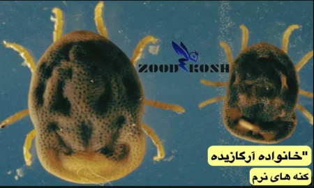 آلودگی با کنه ها و نحوه کنترل و ریشه کنی 5 کنه پرندگان (کنه کبوتری)